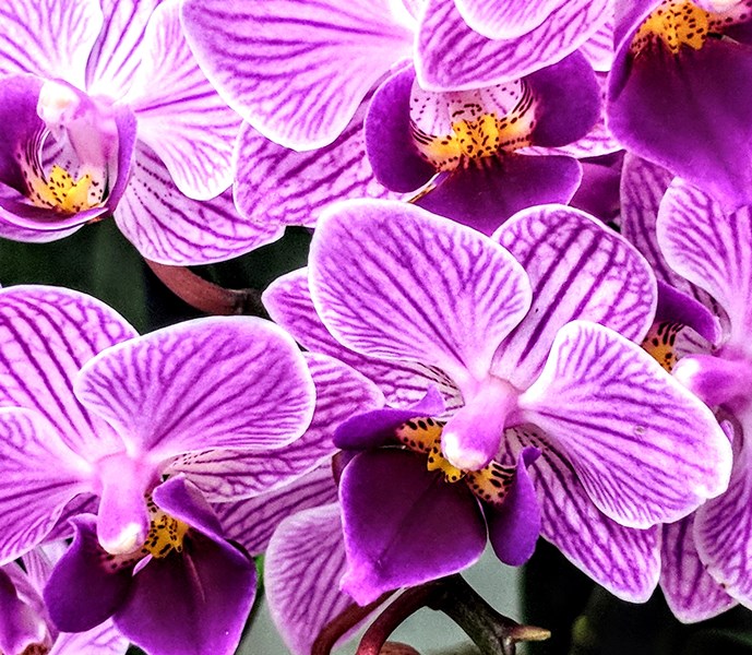 How to Care for Orchids – Gifts by Gail Florist